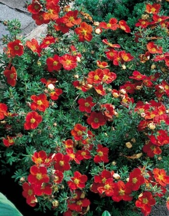 Лапчатка Редиссима