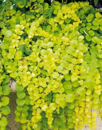 Лизимахия Голден Фолиаж