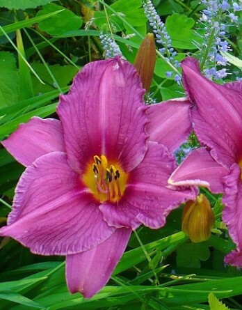 Лилейник Саммер Вине