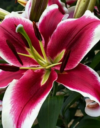 Лилия Литтл Марбл