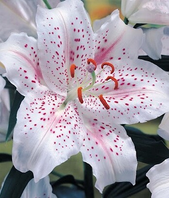 Лилия Мускадет