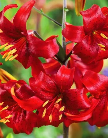 Лилия Ред Вельвет