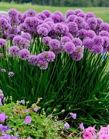 Лук декоративный Миллениум