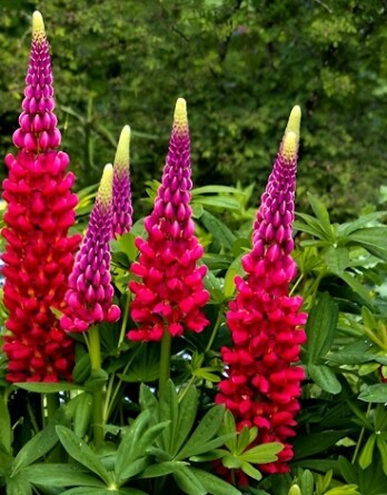 Люпин Май Кастл