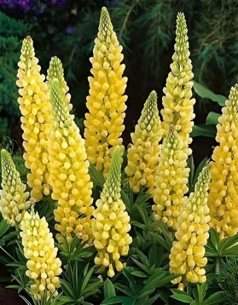 Люпин Шанделье