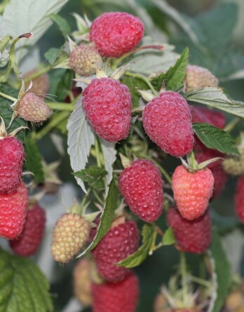 Малина Малиновая гряда