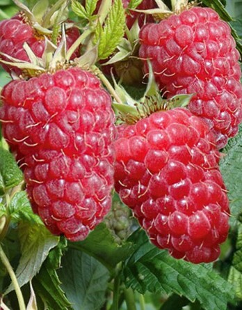 Малина Пшехиба