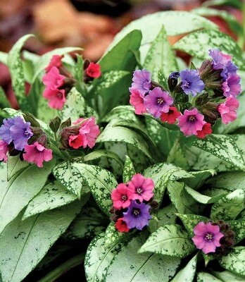 Медуница Сильвер Букет