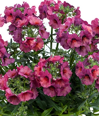 Немезия Маджента