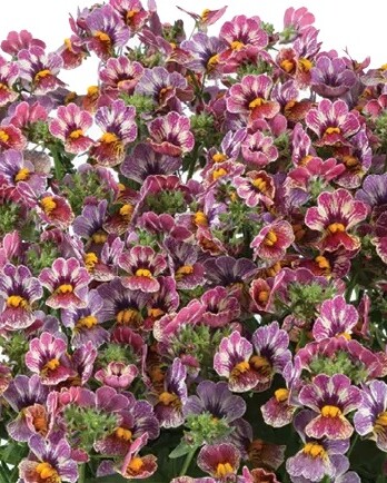 Немезия Тутти Фрутти