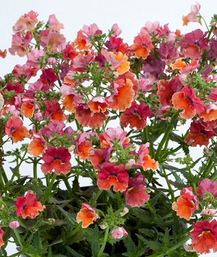 Немезия тропикал