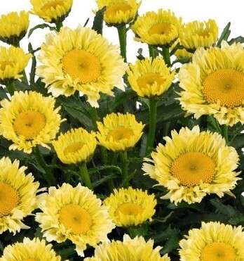 Нивяник Свит Дейзи Изабель