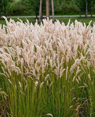 Перловник реснитчатый