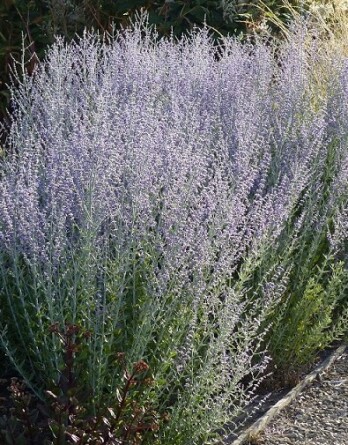 Перовския Литтл Спайр