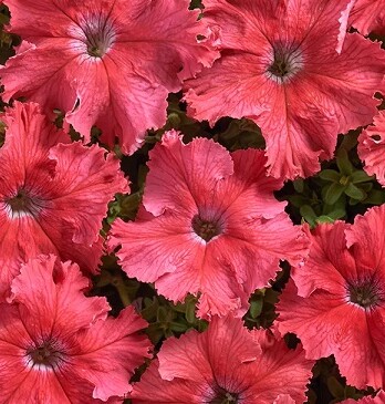 Петуния Афродита салмон