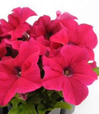 Петуния Райдер Роуз