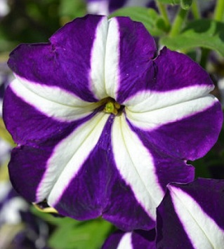 Петуния Танго Блю Стар