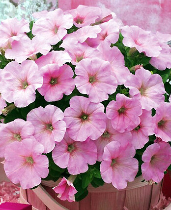 Петуния трилоджи пинк липс