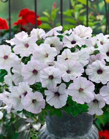 Петуния трилоджи сильвер блотч