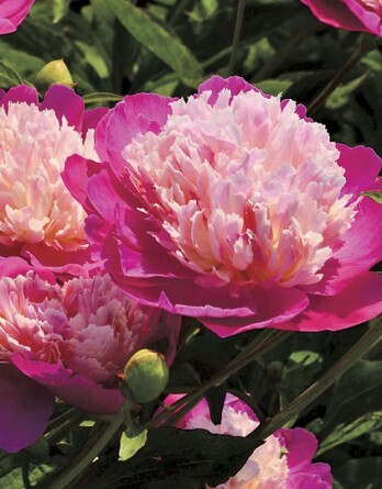 Пион Гай Пари