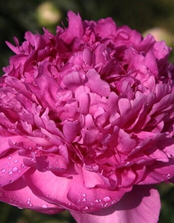 Пион Глори Алилуя