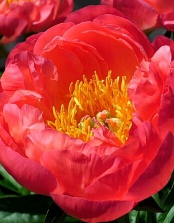 Пион Корал Сансет