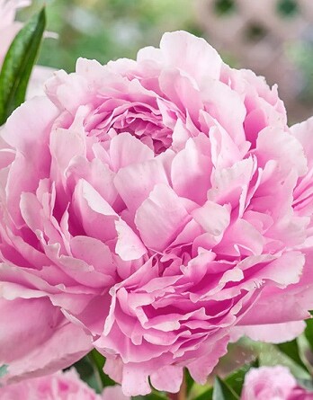 Пион Сара Бернар Селект