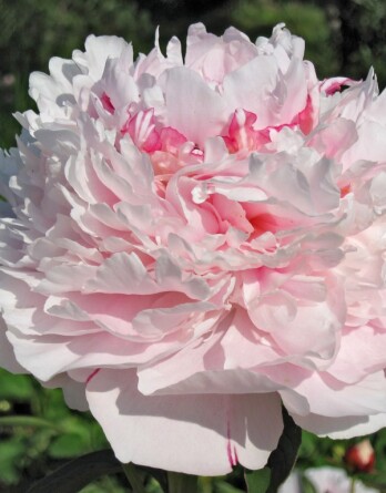 Пион Сара Бернар Уник