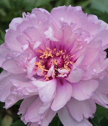 Пион Ферст Арривал