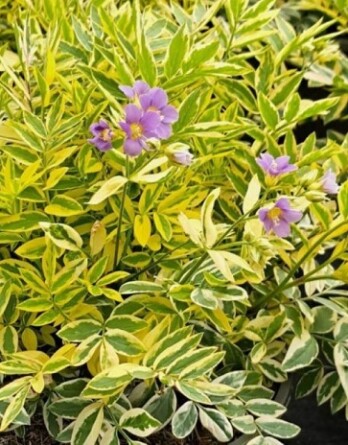 Полемониум Голден Фетерс