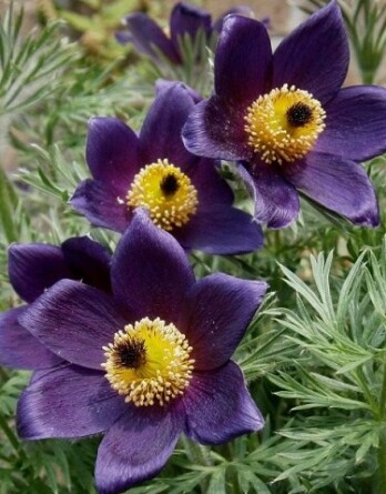 Прострел Блау Глок