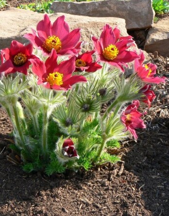 Прострел Роте Глок