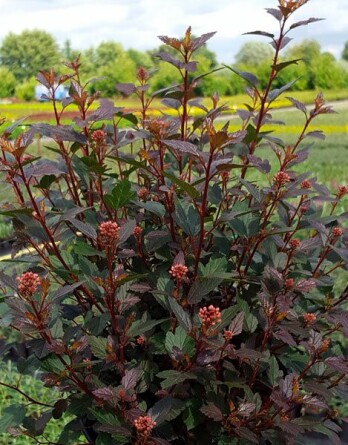 Пузыреплодник Литтл Джокер