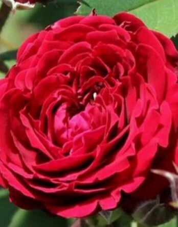 Роза Абунданс