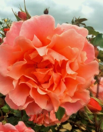 Роза Алибаба