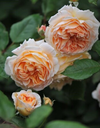 Роза Батшеба