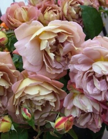 Роза Брауни