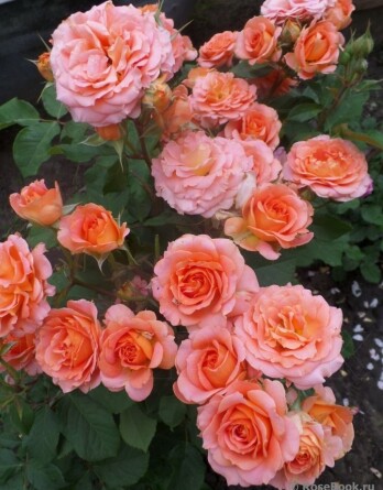 Роза Вивьен Вествуд