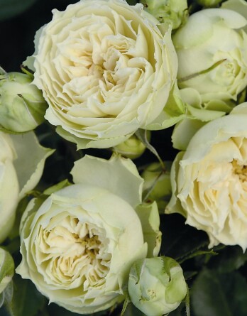 Роза Викториан Вайт