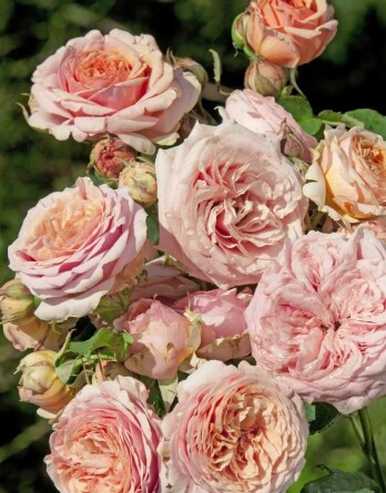 Роза Викториан классик