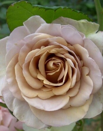 Роза Гипноз