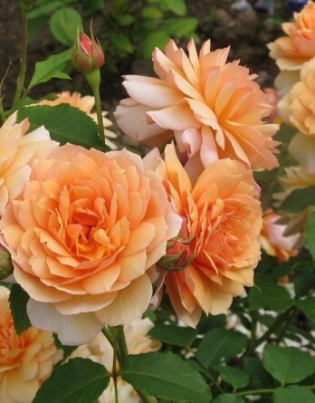 Роза Дама Джуди Денч