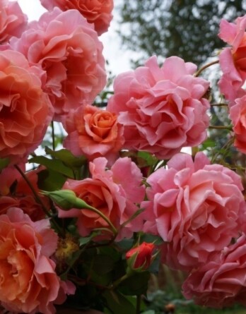 Роза Джет Сет