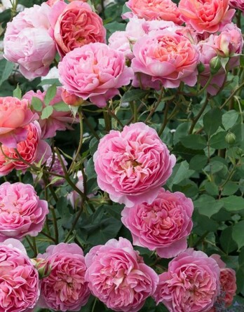 Роза Замок Шенонсо