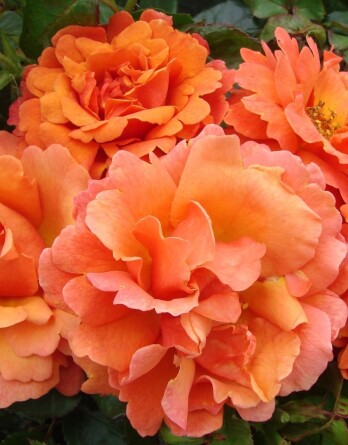 Роза Изи Даз Ит