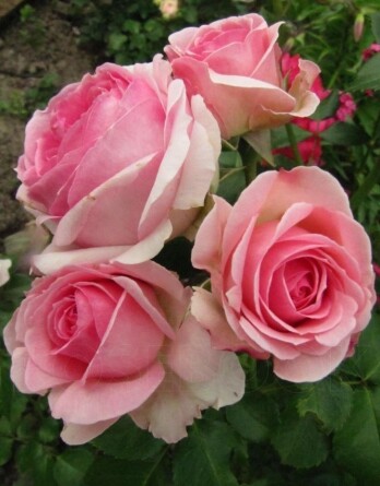 Роза Иоахим дю Белле