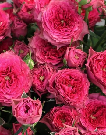 Роза Кантри Гарден