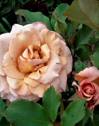 Роза Кафе Латте