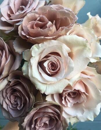 Роза Квиксенд