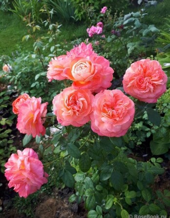 Роза Квин оф Хатс